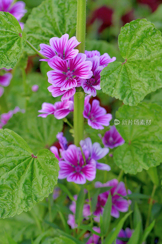 通常是Mallow / Malva Mauritiana / Malva Sylvestris